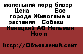 маленький лорд бивер › Цена ­ 10 000 - Все города Животные и растения » Собаки   . Ненецкий АО,Нельмин Нос п.